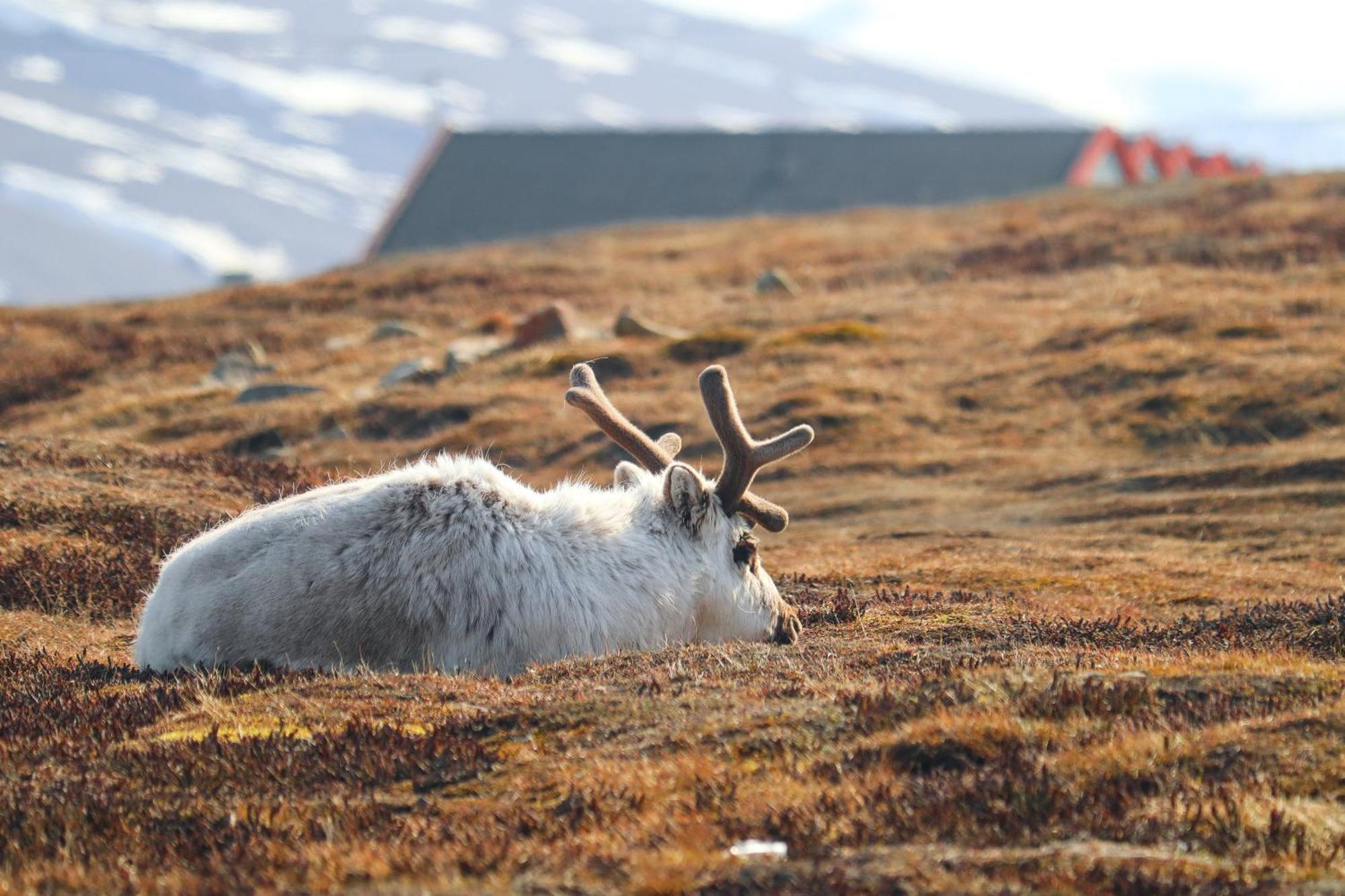 Radisson Blu Polar Hotel, Spitsbergen Λονγκιαρμπίεν Εξωτερικό φωτογραφία